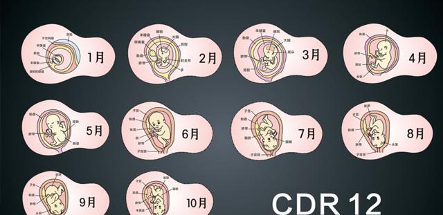 据说可以通过孕囊形状测生男生女,超准哦!