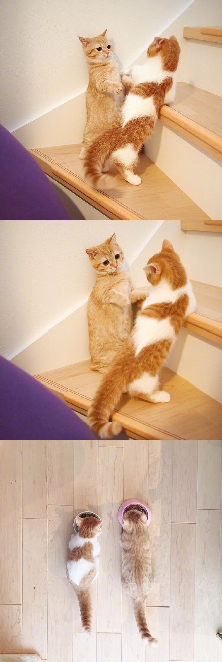 奶萌奶萌的小橘猫哇|橘猫_新浪新闻