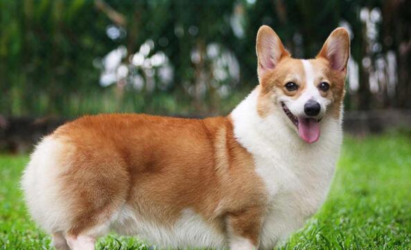 犬种百科之柯基犬