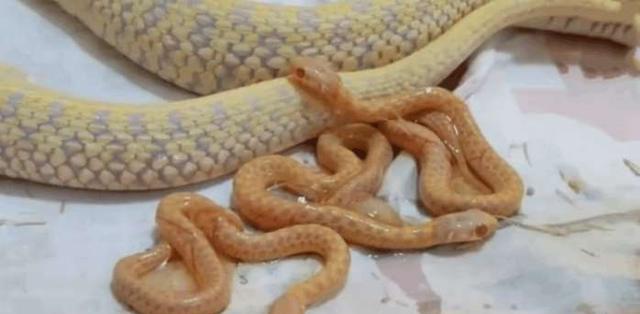 反常,可当第二天男人下班回家后却发现黄金巨蟒有些不对劲这条蟒蛇