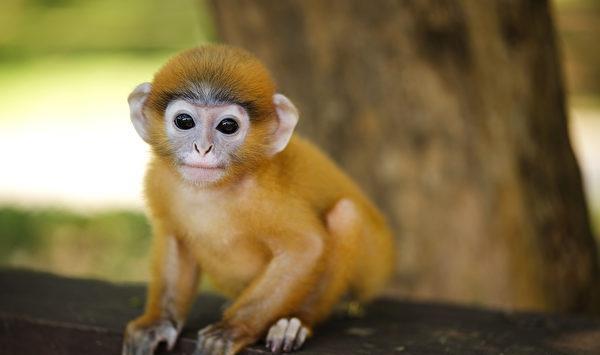 泰国最小猴宝宝获救却成孤儿 一直抱着玩具泰迪妈妈不离不弃