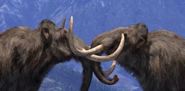 千年前灭绝的长毛猛犸象即将被复活, 人类是否还能掌控全局?