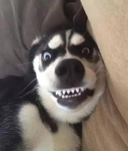 表情包里那个哈士奇早已经偷偷结婚生子媳妇还很好看