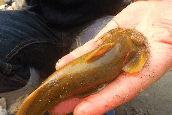 农村这种鱼叫做石巴子可是现在却越来越少了你吃过吗