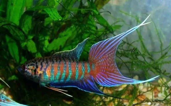 生命力顽强,经常把它养在瓶子里观赏|天堂|南方|鱼_新浪新闻