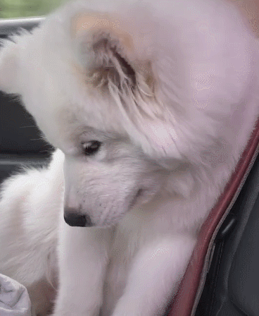 368_448gif 动态图 动图