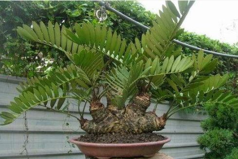 铁树的种类有哪些,铁树的常见品种介绍及图片欣赏,第四种最美