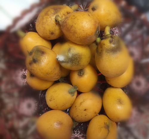 孩子不买枇杷,捡地上的烂枇杷吃:妈妈说要省钱,烂一点也能吃