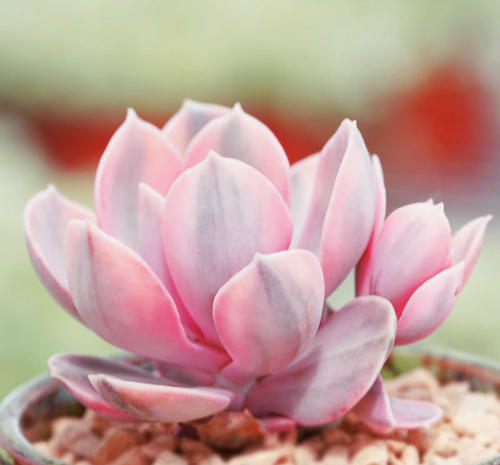 彩虹 为景天科拟石莲属多肉植物,也叫作紫珍珠锦.