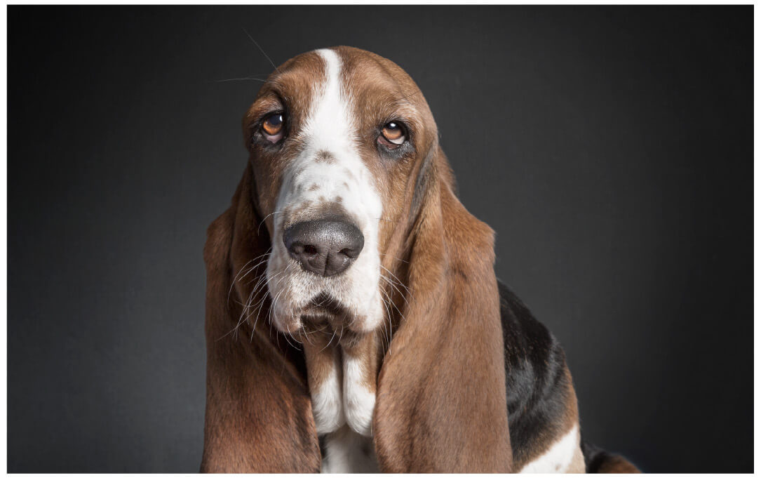 爱犬肖像2ralphhargarten