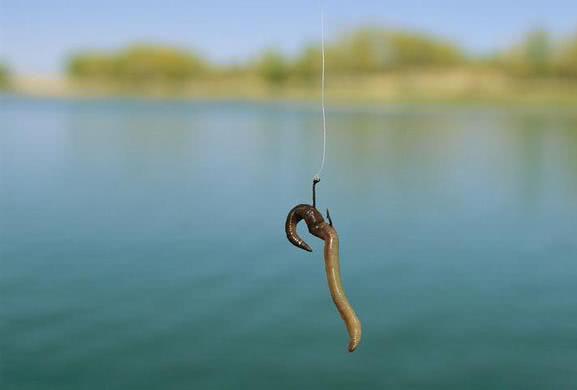 钓鱼不上钩那是蚯蚓挂法没用对你信不