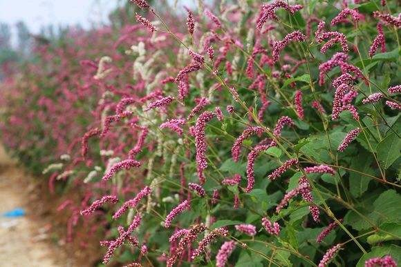 的学名叫做水蓼,当然各地的叫法也不尽相同,有的地方还把它叫做水辣蓼