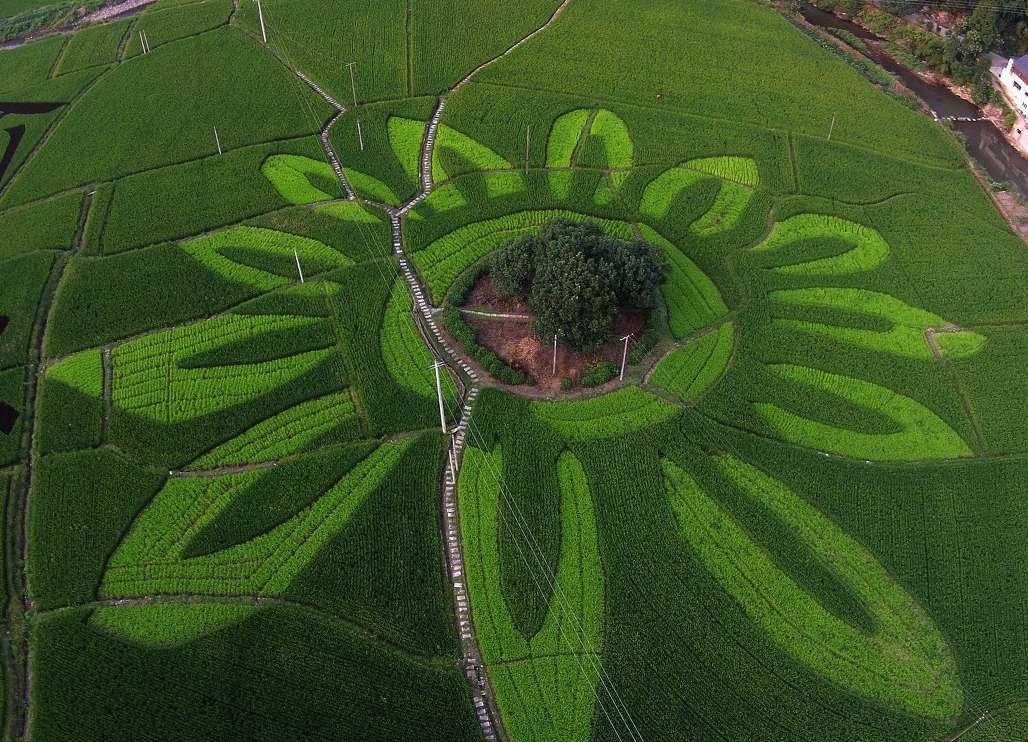 实拍各地稻田8张图 每一图像一幅画 看过的人都说美|3D|稻田|水稻_新浪新闻