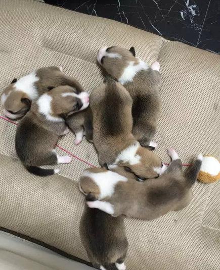 超可爱的柯基宝宝,排排睡觉的样子太萌了!