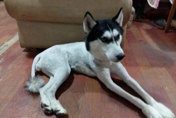 主人给二哈剃毛避暑,二哈一副生无可恋的模样,狗生都绝望了