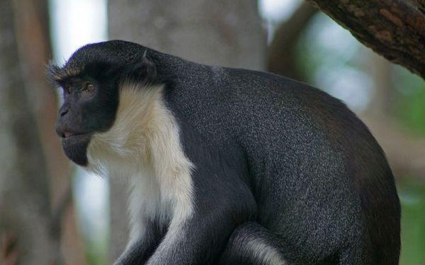 地球上尾巴最长的猴子, 尾巴可长达75cm, 因人类猎杀数量急剧下降