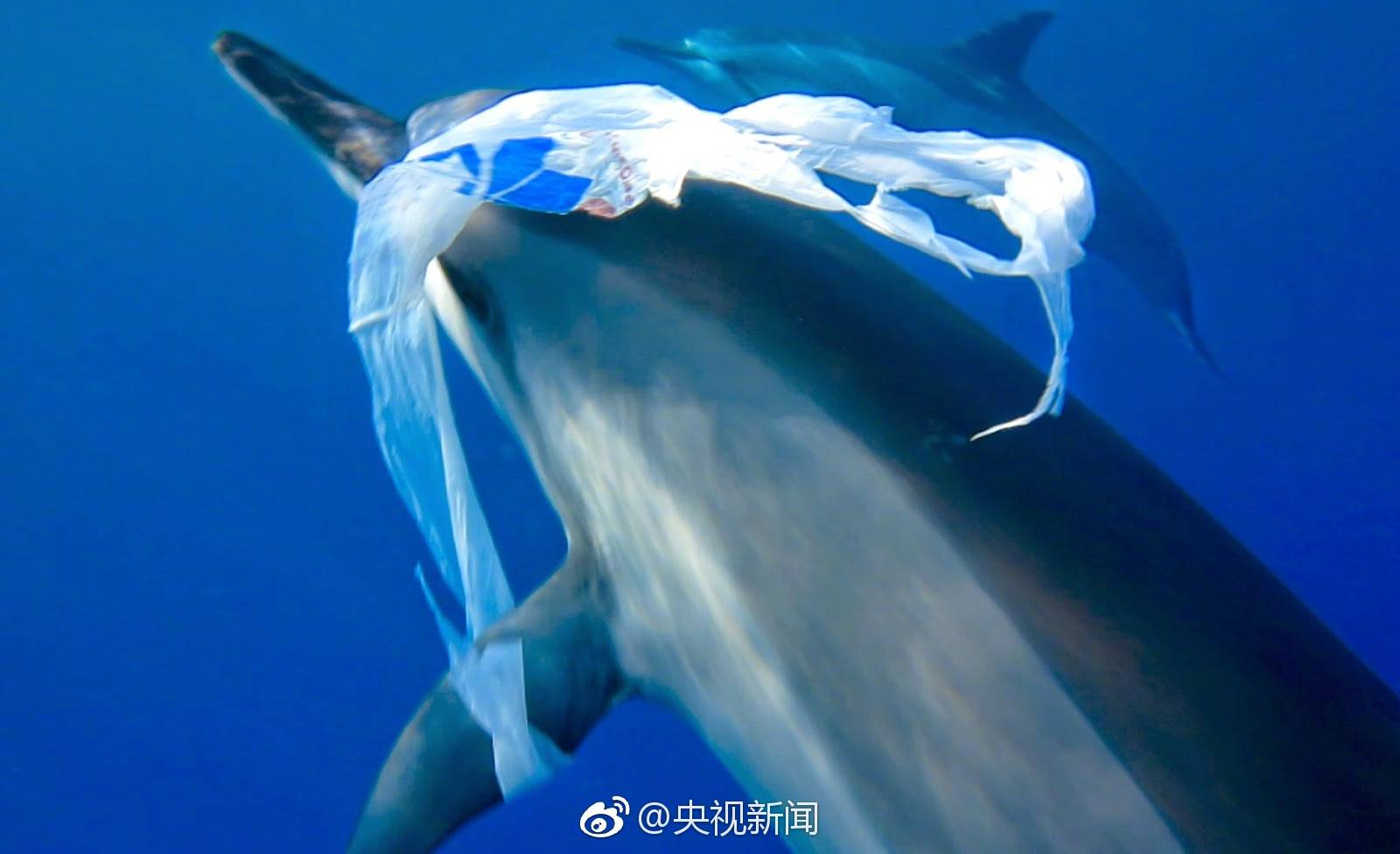 曾有抹香鲸把塑料桶误认为是食物一点点吞进嘴里;海龟误食海水中的