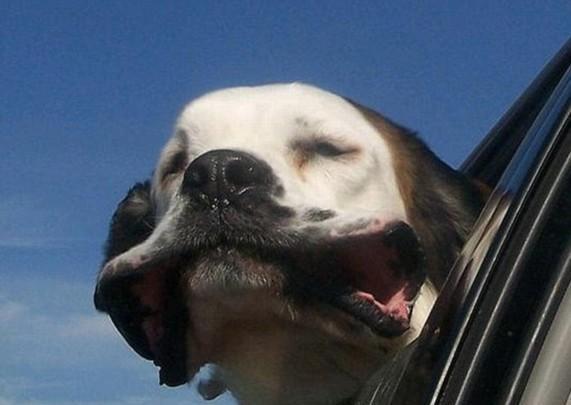 美国现人面狗长相奇特酷似人类