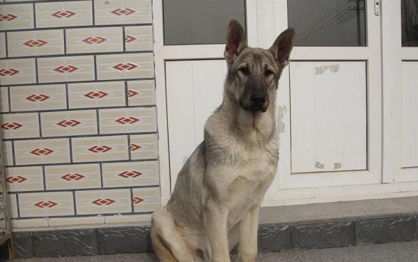 有着大丹血统, 中国正宗的优秀犬种狼青犬