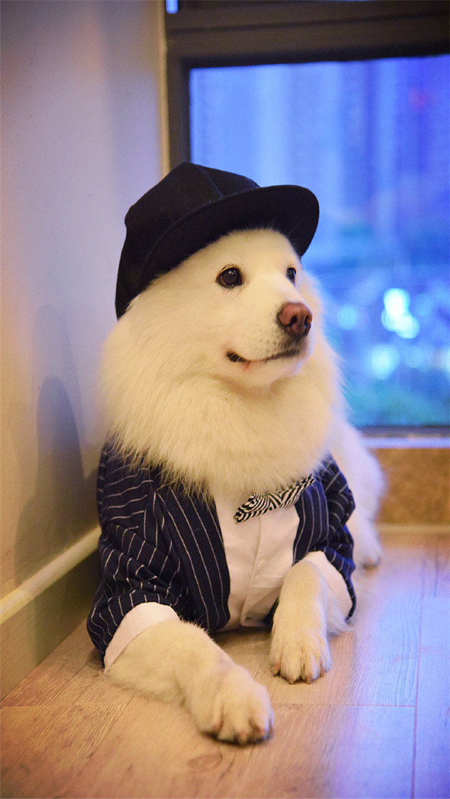 萌宠穿上衣服也有好有坏狗狗身体好不好就看你衣服穿的对不对