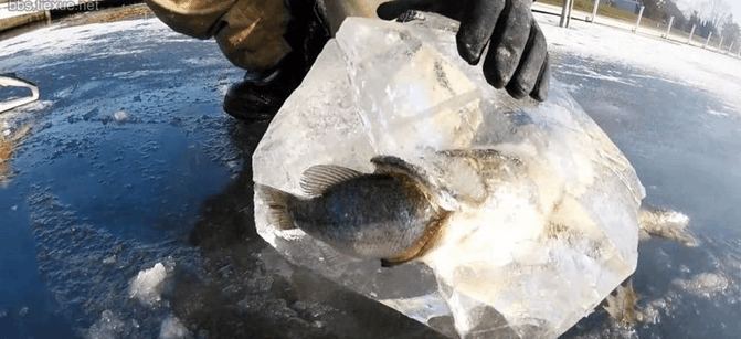 鱼一跳出水面就变成冰棍, 网友直呼: 第一次见这奇景