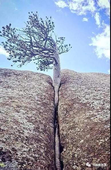 长的也奇特|活着|奇迹|生命_新浪新闻