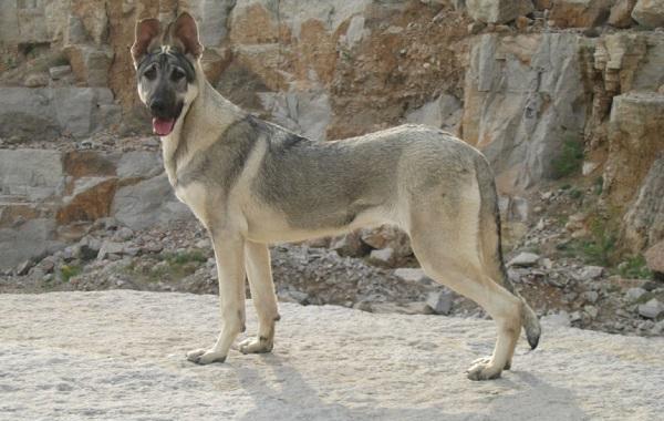 有着大丹血统, 中国正宗的优秀犬种狼青犬