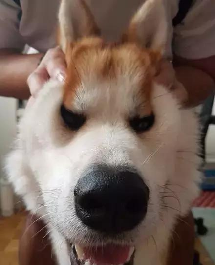 捏脸杀?敢捏哈士奇的人一定是有钱人