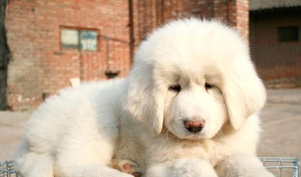 一只纯种的雪獒竟能产下价值百万的幼崽