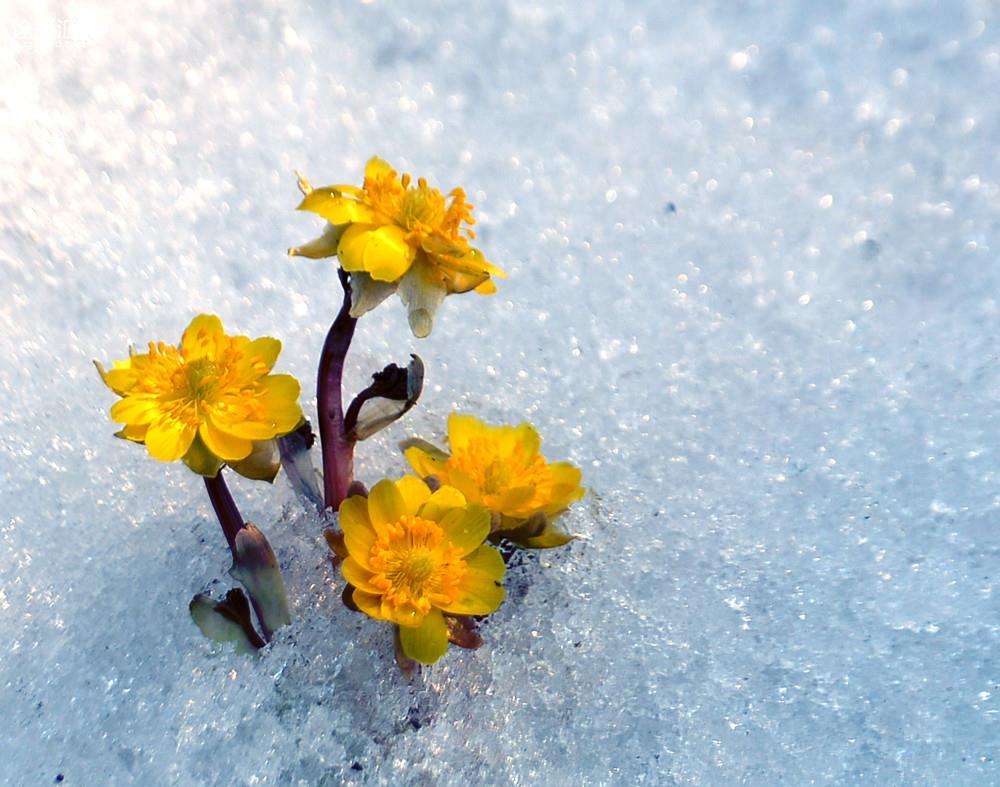 北国三月,春寒料峭.冰凌花不畏高寒,冲破冻土坚冰_新浪看点