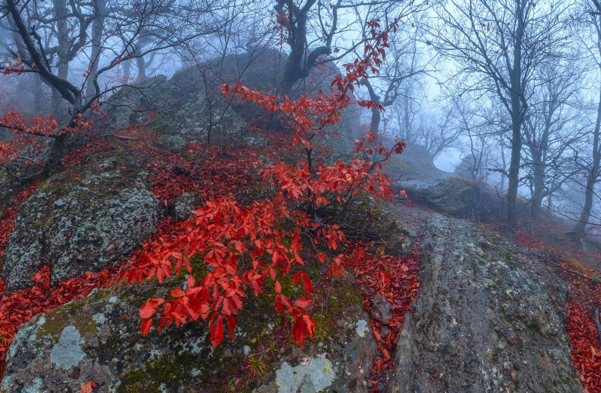 荆溪白石出，天寒红叶稀。|荆溪|天寒|白石_新浪新闻