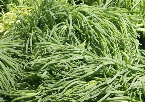 农村这4种黄金菜,每一种都有养生功效,可惜很多人都没在意