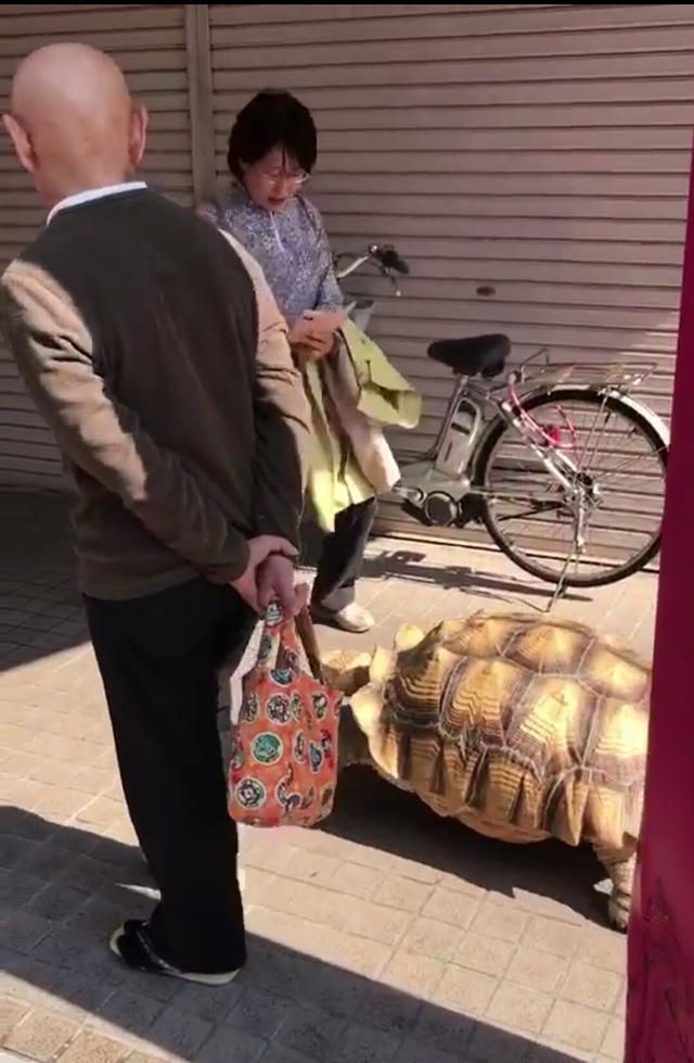 美学必修课:中国人喜欢"遛狗"日本一位老人遛"巨型龟"成网红