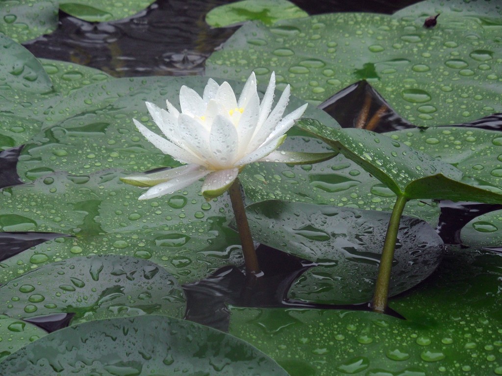 雨中开放的白睡莲,身姿美艳婀娜多姿【原创摄影】