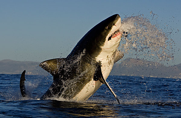 比遇到鲨鱼更可怕的海洋生物,毒素十分强,遇到一定要躲开