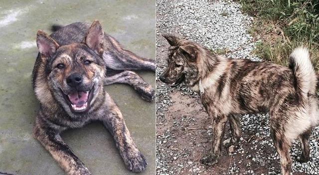 中国本土狗王斑锦彪曾为乾隆御园猎犬很多人都没见过