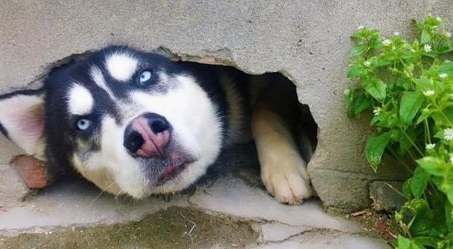 虽然哈士奇的拆家能力,在狗狗中非常强劲,但是它们实际的战斗力却没有