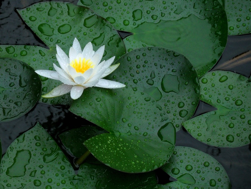 近日,由于连阴雨不断,位于安康城区安澜楼下的几颗白色睡莲开放的十分