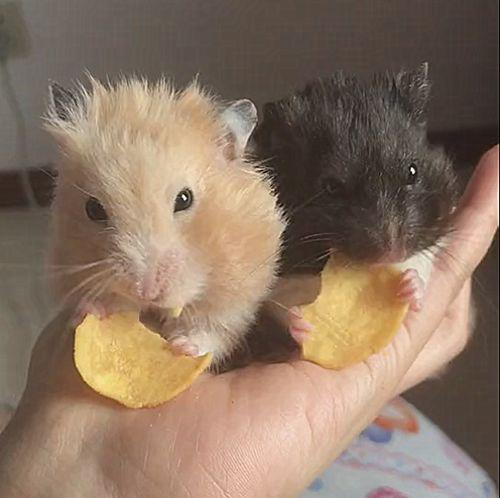 两只仓鼠一起吃饭,怕被抢全塞嘴里:好一只心机鼠