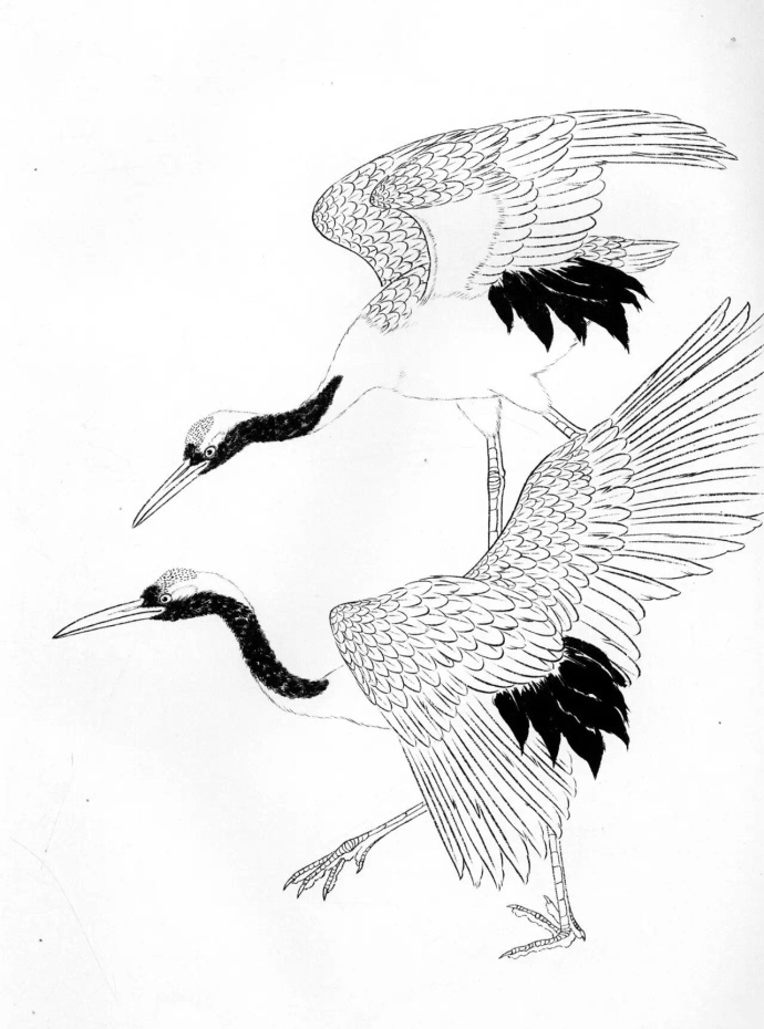 仙鹤白描