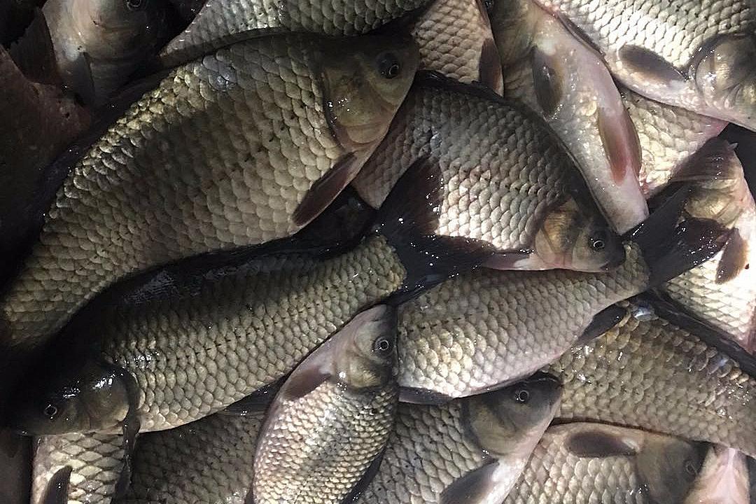 气温跌破冰点,东北人用"肉夹馍"垂钓,大鲫鱼连口一天能钓30斤