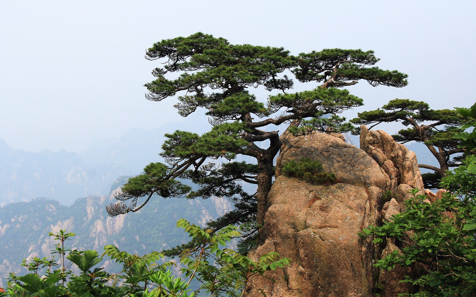 登过很多山,黄山应该是最美的,奇松怪石,奇峰幽谷,黄山的美景如诗如画