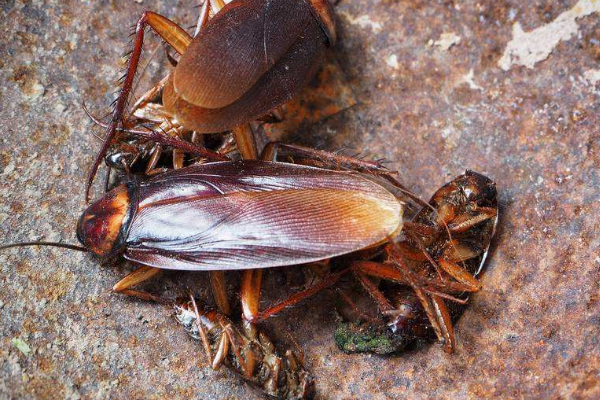 蟑螂药不用买,蟑螂最怕这碗油,把它放角落里,蟑螂来多少死多少