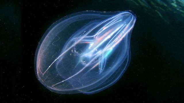 章鱼|生物|水母_新浪新闻