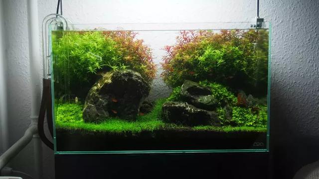 60cmada草缸造景教程,这个太标准了!