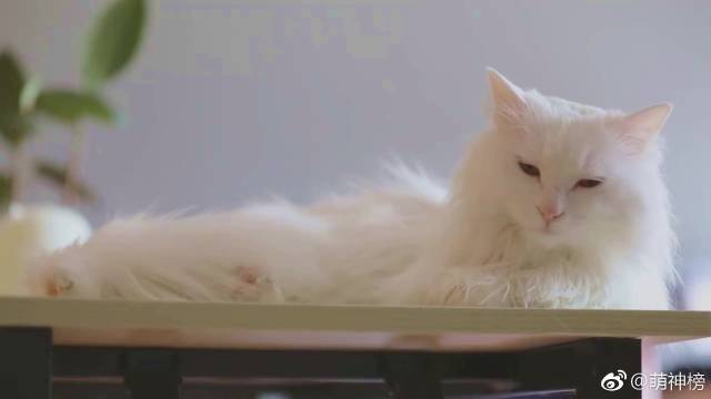 猫咪正在舔毛,主人强行给它配音,喵:你再学一下