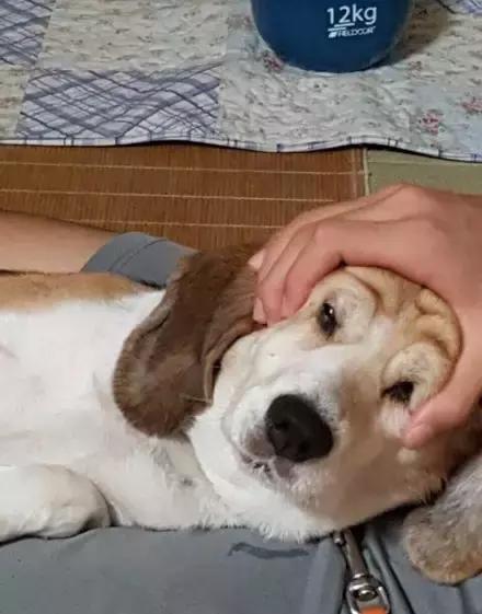 捏脸杀?敢捏哈士奇的人一定是有钱人