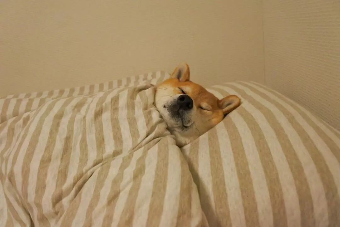 柴犬是谜一样的生物吗是