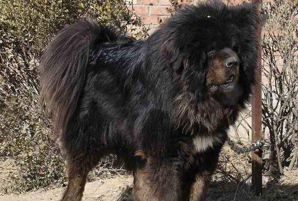 中国10大最有名的功勋藏獒, 狮王当之无愧第一, 咏江滨第二