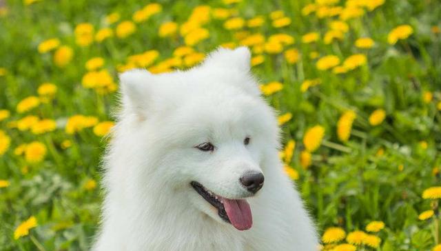 每周一犬(11):聪慧文雅、机警调皮的“微笑天使”萨摩耶|萨摩耶|微笑天使|犬种_新浪新闻